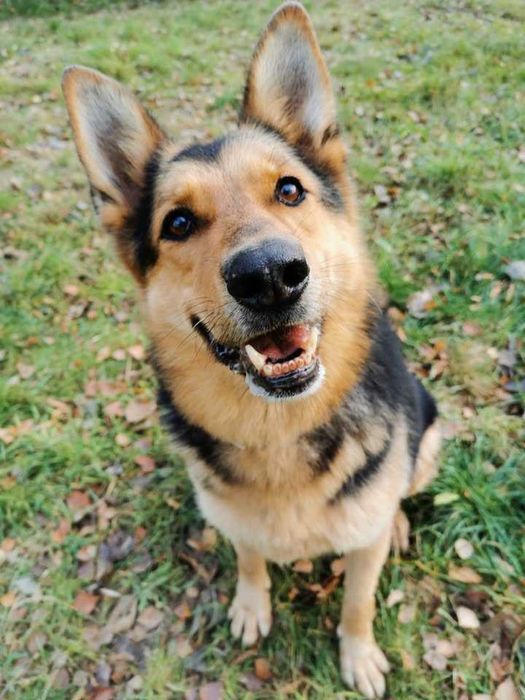 Azor czeka na dom...