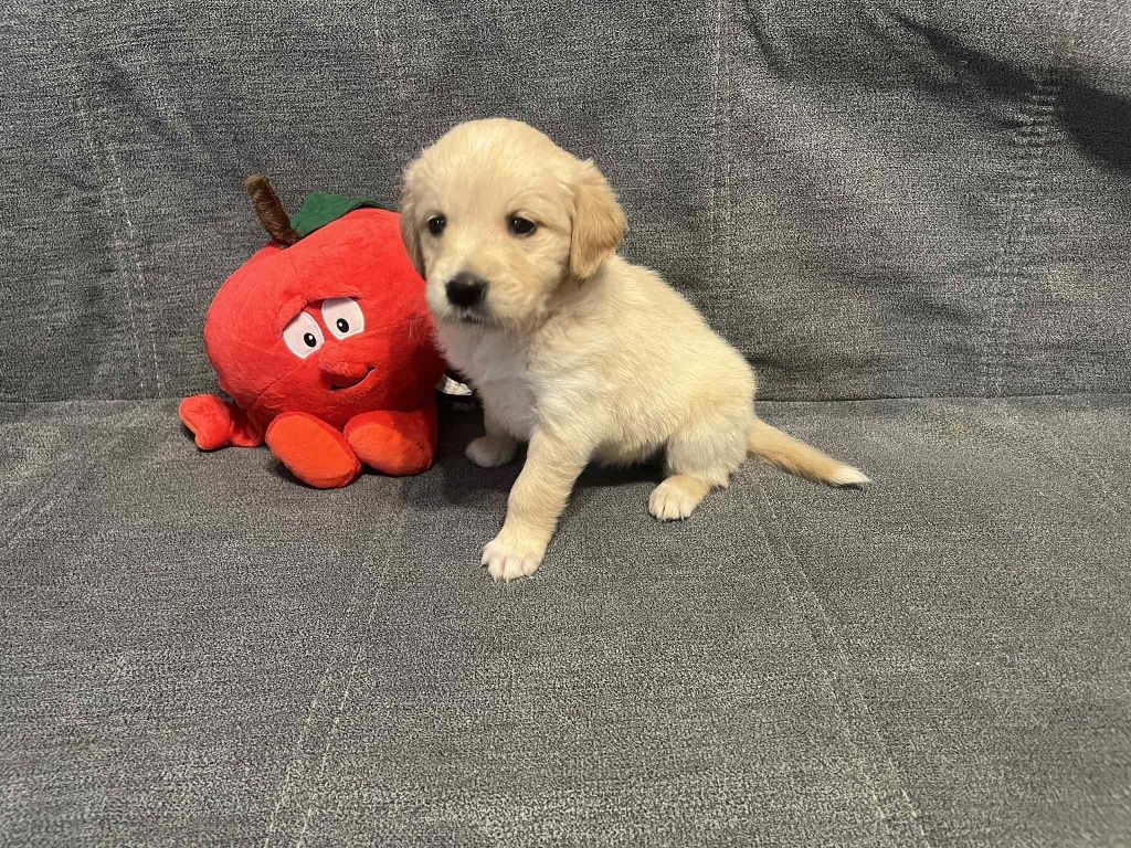 Już do odbioru. Edith suczka Golden Retriever.