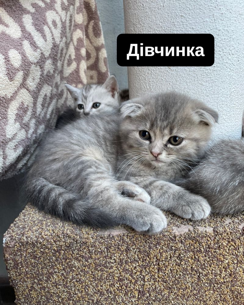 Британські кошенята | висловухі кошенята