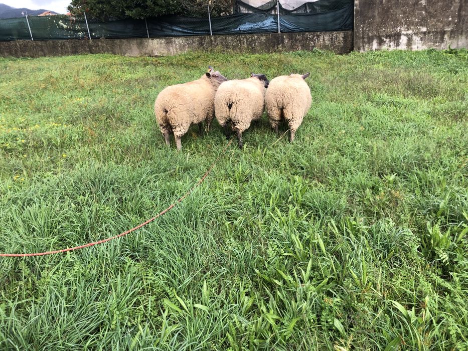 Vendo casal de ovinos  Blue de maine .