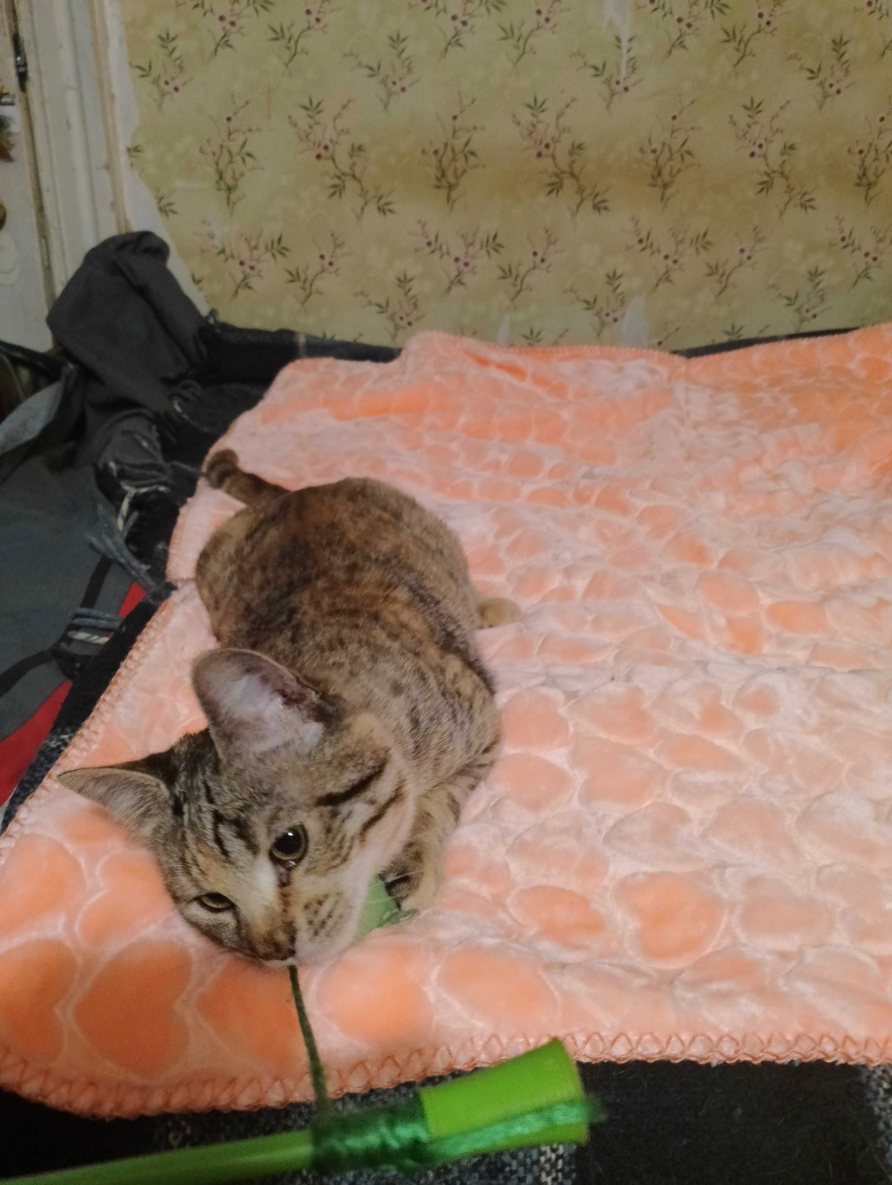 Котинята в Добрi руки Метиси Египетської Мао