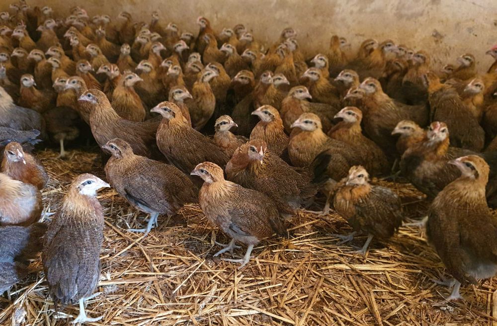 Kurki kokoszki nioski Zielononóżki  dowóz Gratis