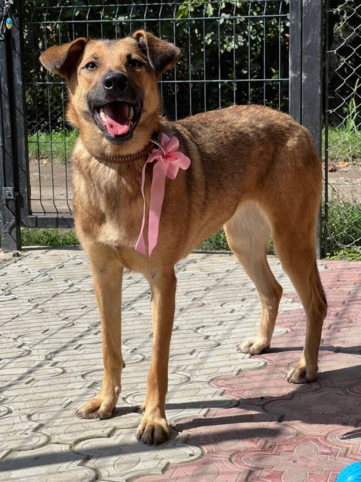 Собака безкоштовно