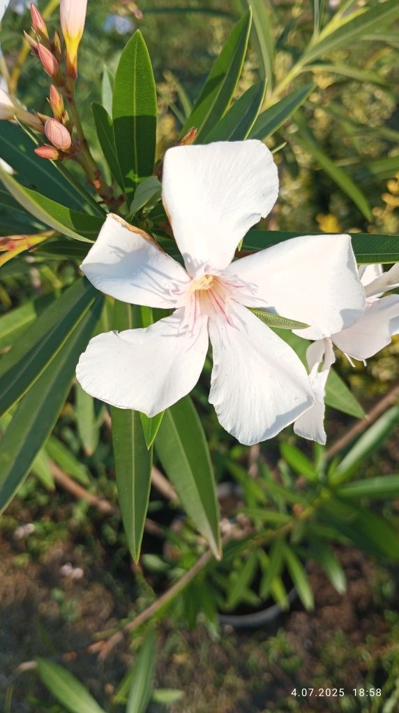 Oleander duży kwitnący