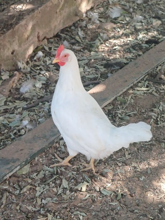Casais de garnizes ou machos, casal leghorn