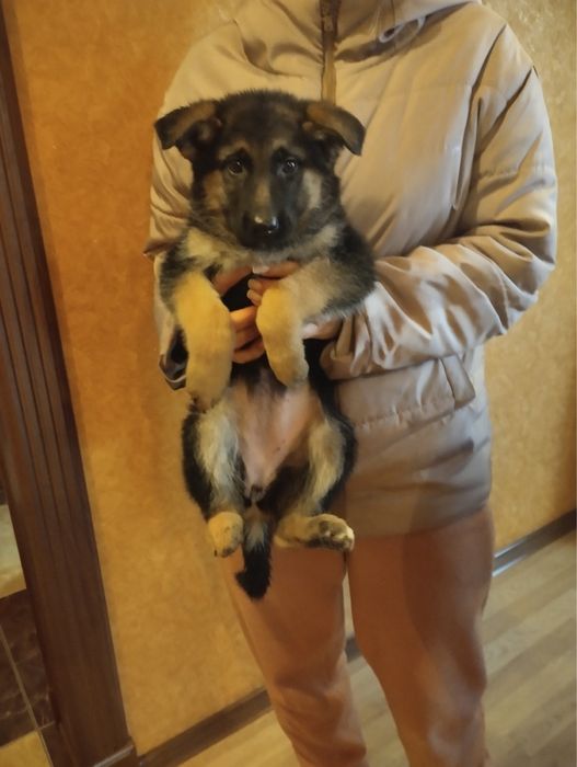 Продам щенят Німецької вівчарки