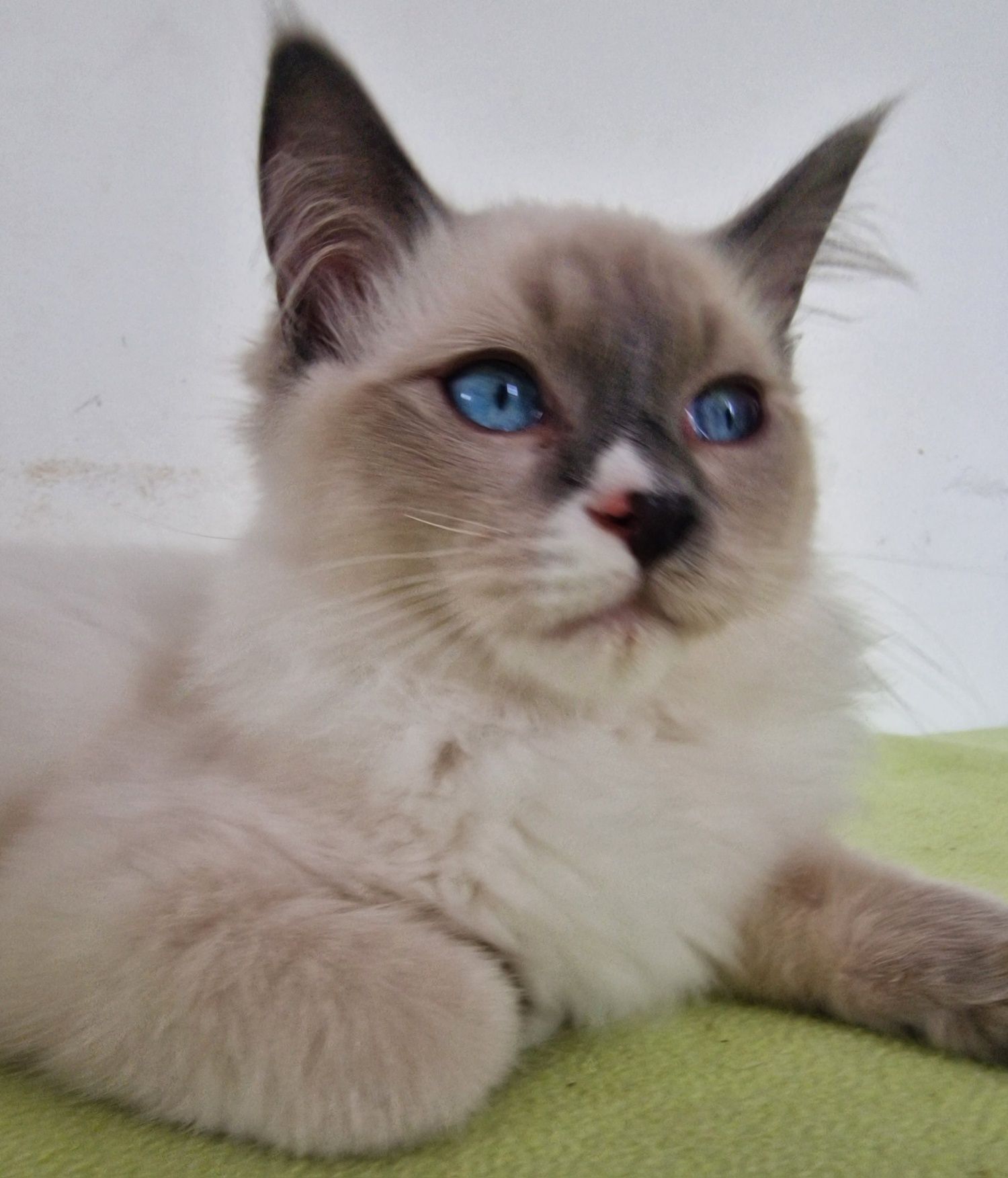 Kocurek Ragdoll blue mitted