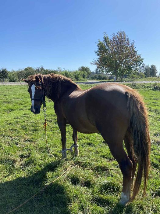 Продам кобилу 11 років