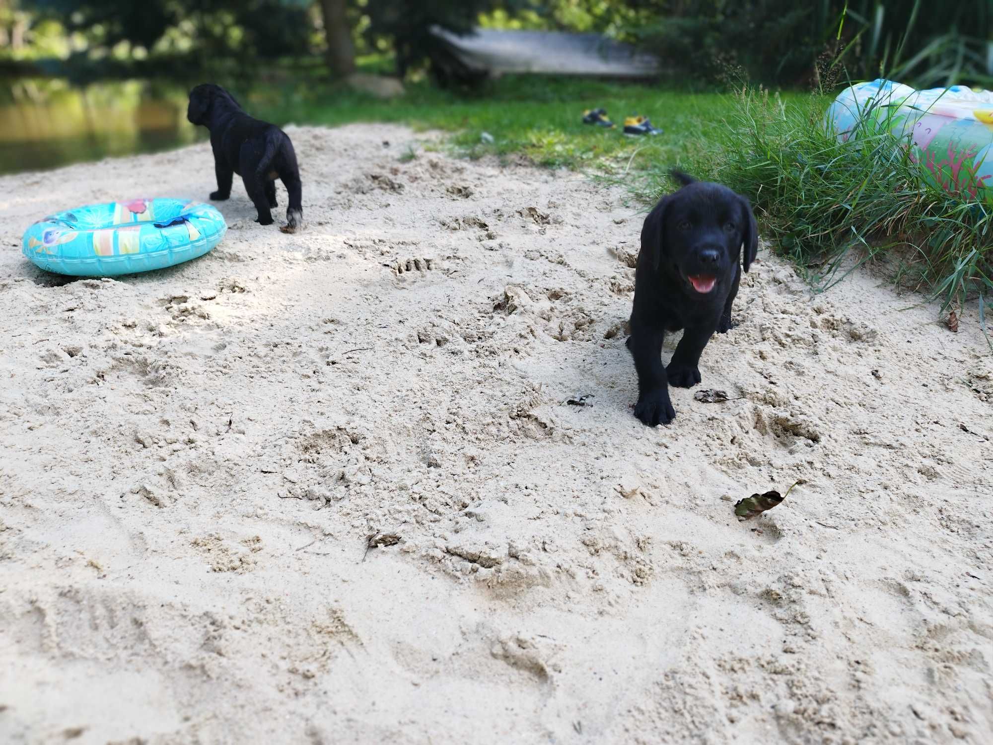 Labrador retriever szczeniaki czarne czekoladowe fci zkwp