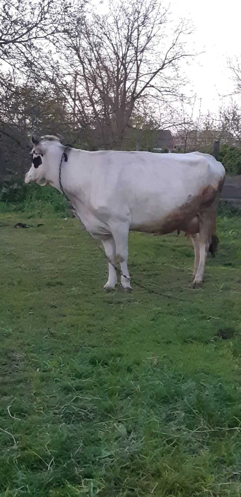 Продам строчно молуду корову з 4 тилєйом дає 20/23 літри молока