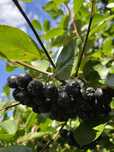 Aronia ekologiczna