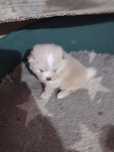 Szpic miniaturowy pomeranian