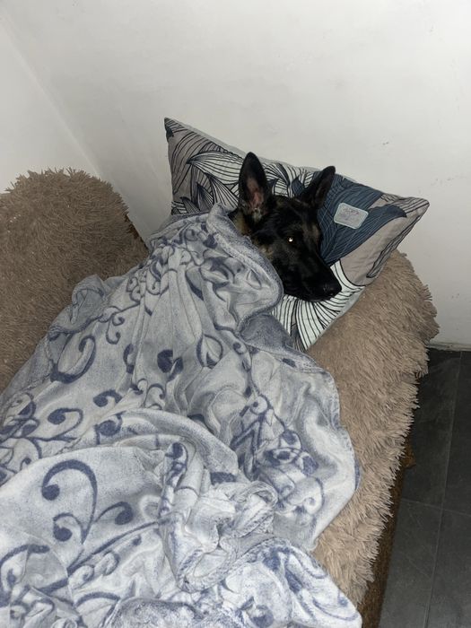 Кобель німецька овчарка(злучка)