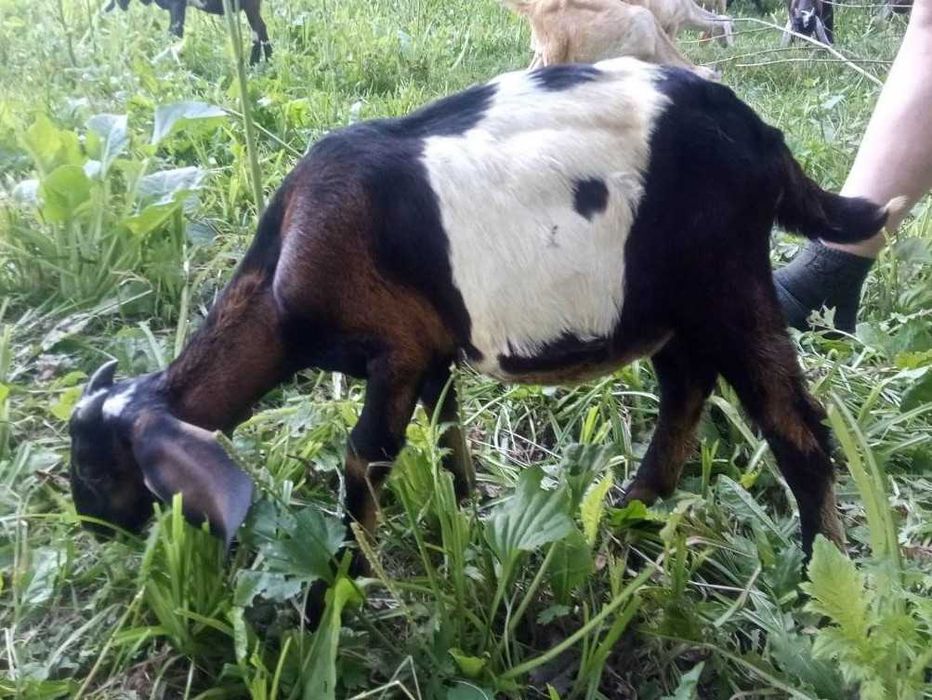 Козлики англо-нубийские