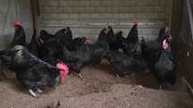 australorp-  jajka lęgowe, koguty