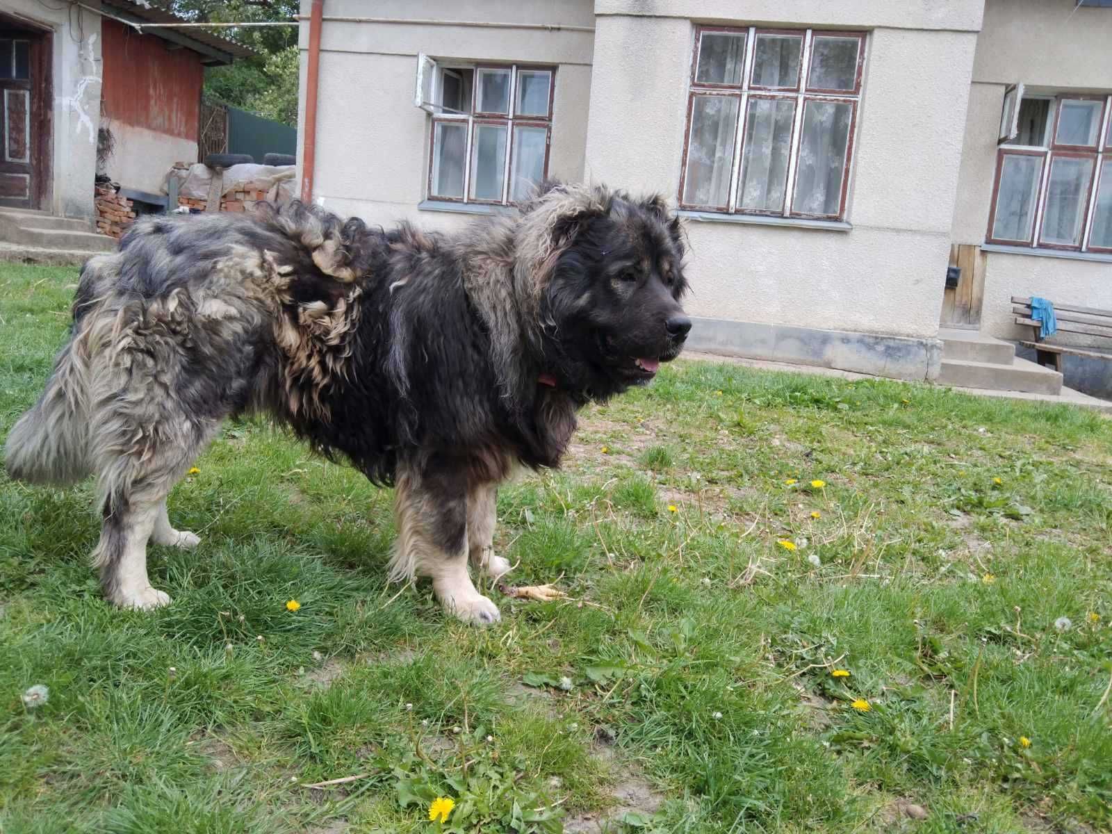 Кавказька вівчарка