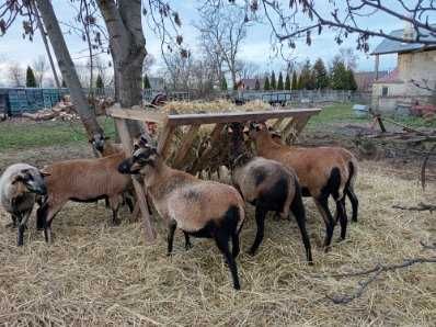 Sprzedam owce kameruńskie kolczykowane