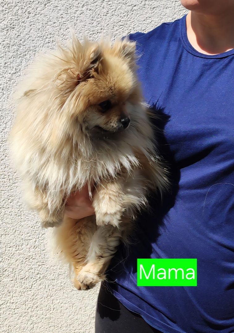 Szpic miniaturowy Pomeranian suczka