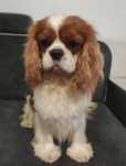 Reproduktor Cavalier King Charles Spaniel