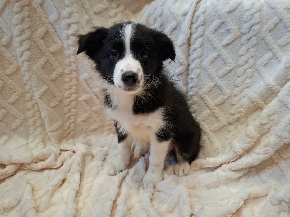 Border Collie  szczeniak suczka czarno-biała :-) piękna:-)