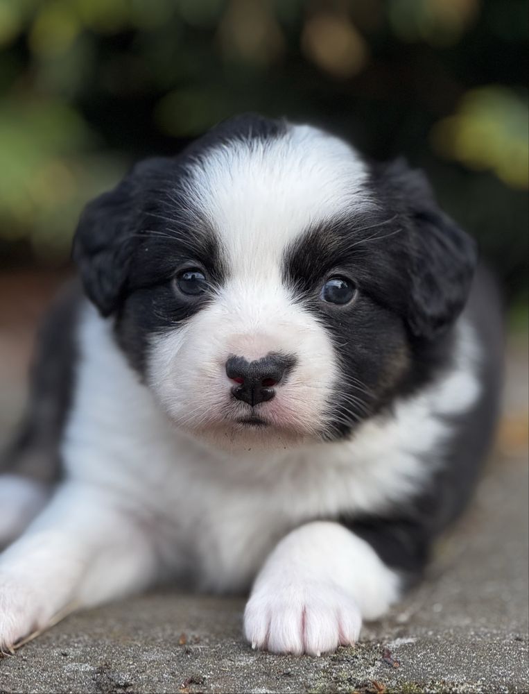 Amerykański owczarek miniaturowy- MAS - Mini Aussie- suczka FCI