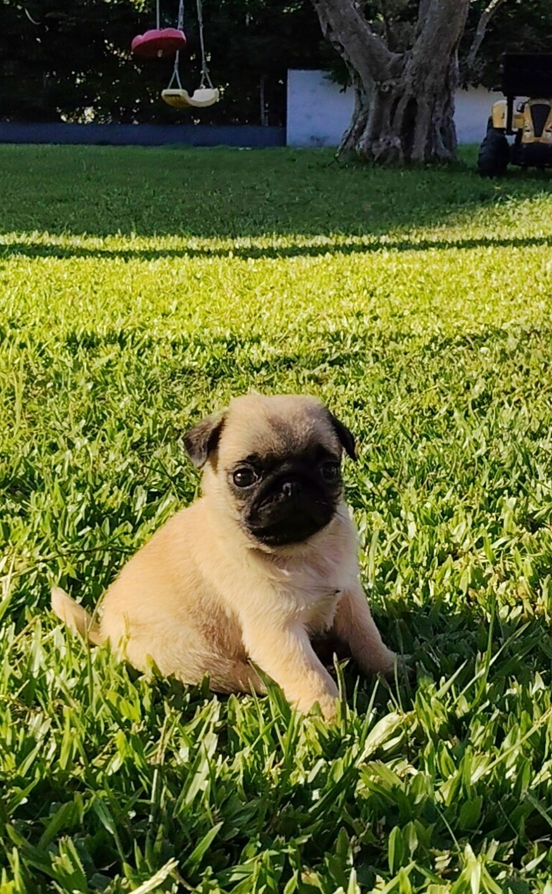 Pug Carlin com Lop