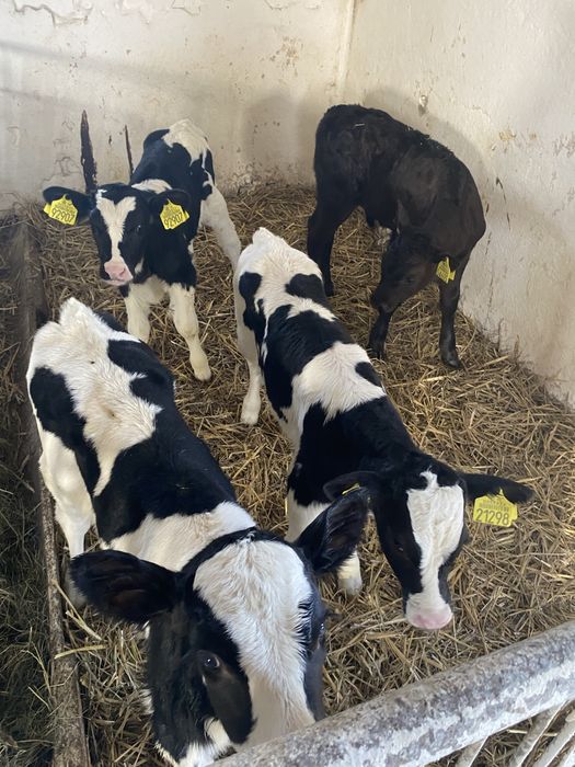 Byczki i jalowki sprzedam