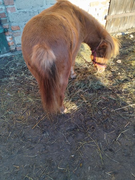 Sprzedam kucyka klacz