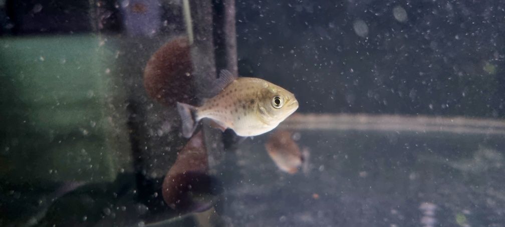 Pirania Natterera/ pirania czerwona (mięsożerna)