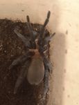 Holothele longipes SAMICA