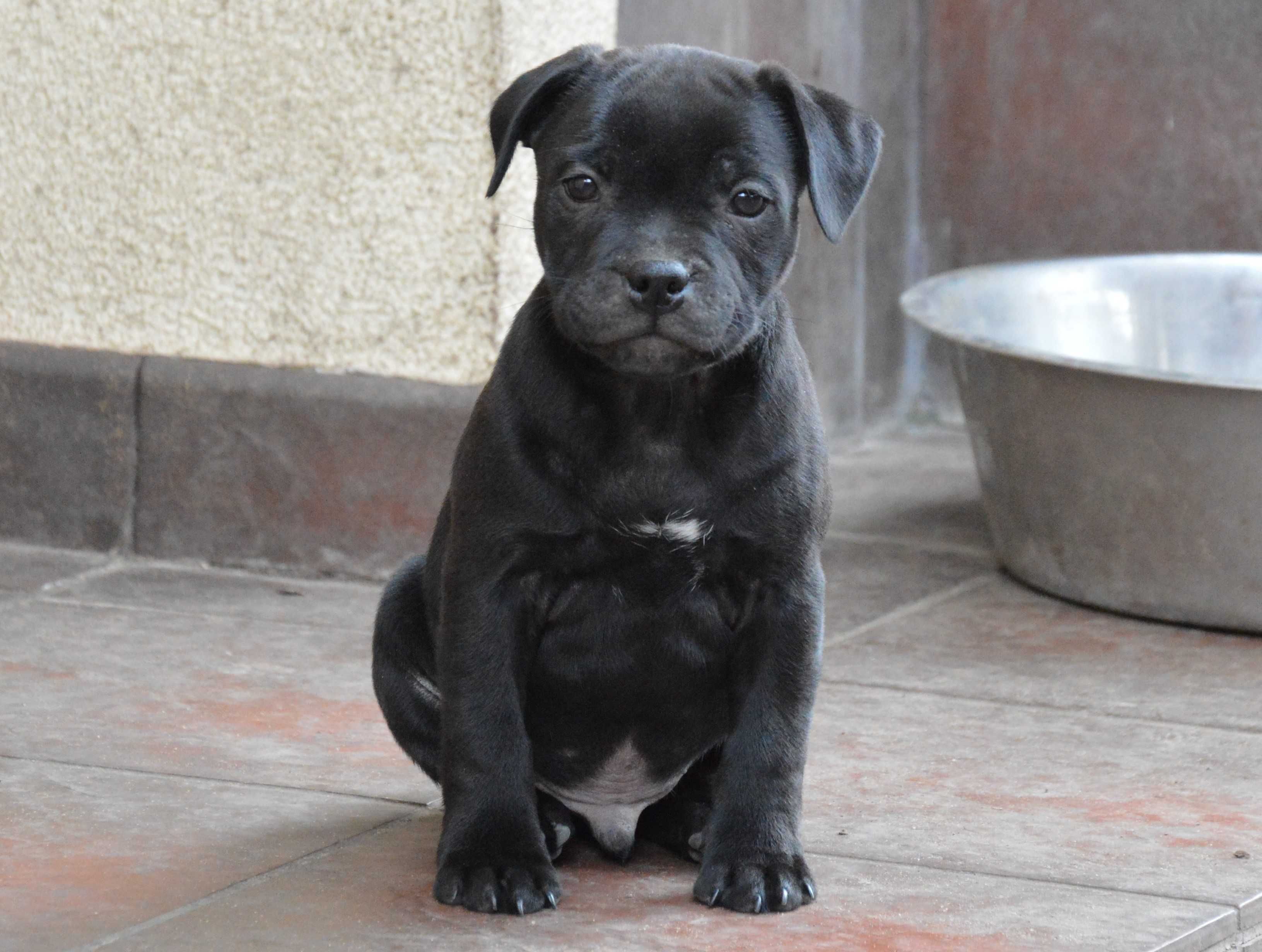 Staffordshire Bull Terrier czarny samiec ZKwP/FCI Wlkp