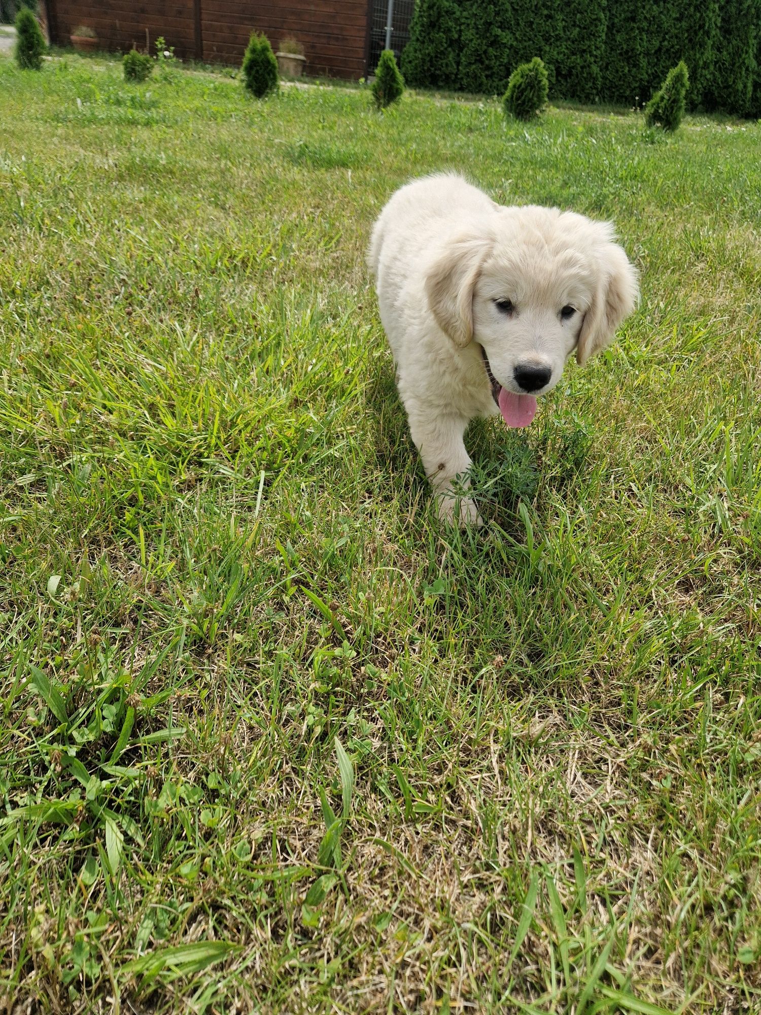 Samiec szczeniak golden retriever