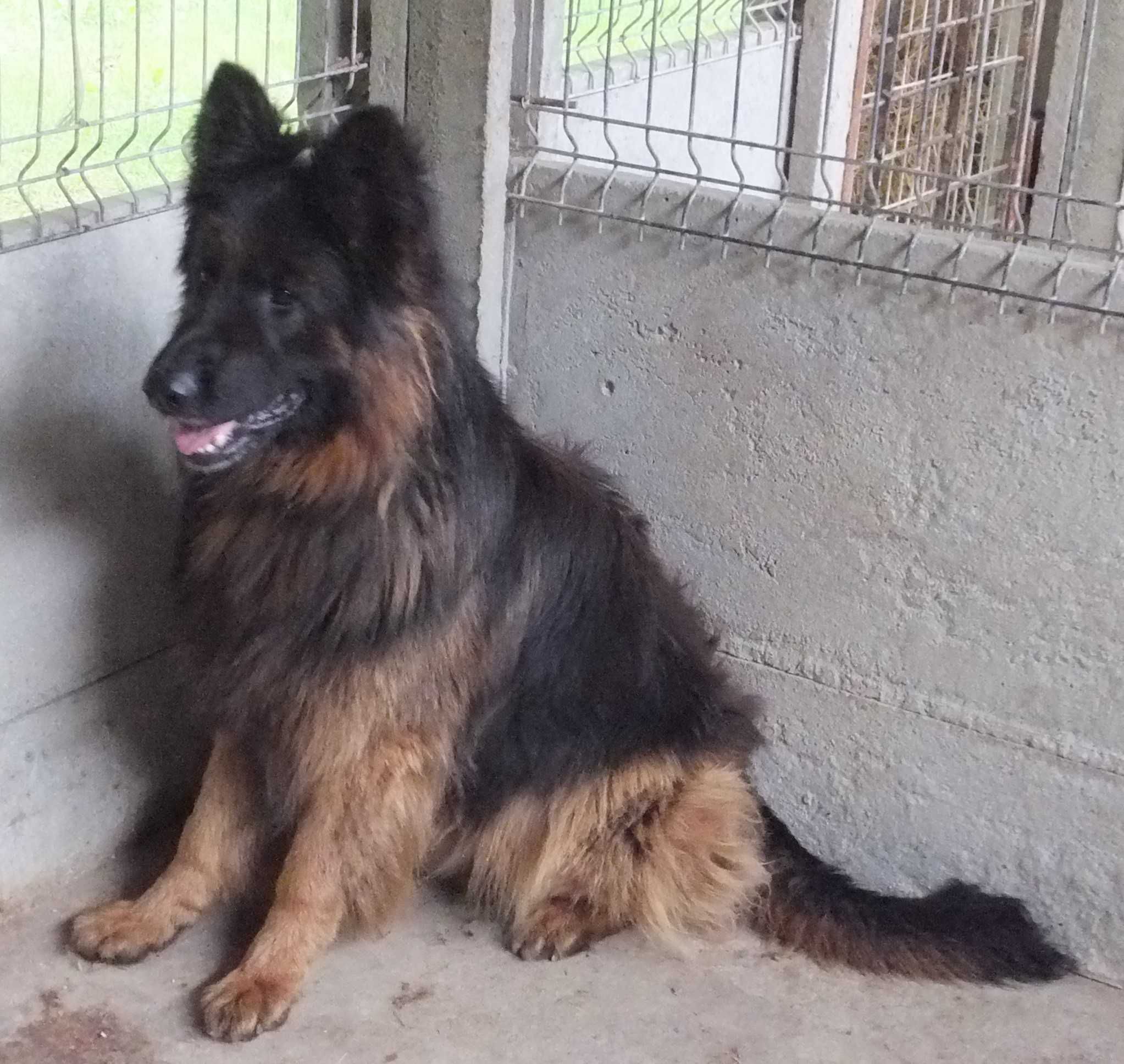 LEGAT duży pies owczarek niemiecki, z charakterem do adopcji