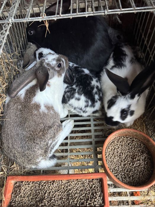 Vendo coelhos para criação