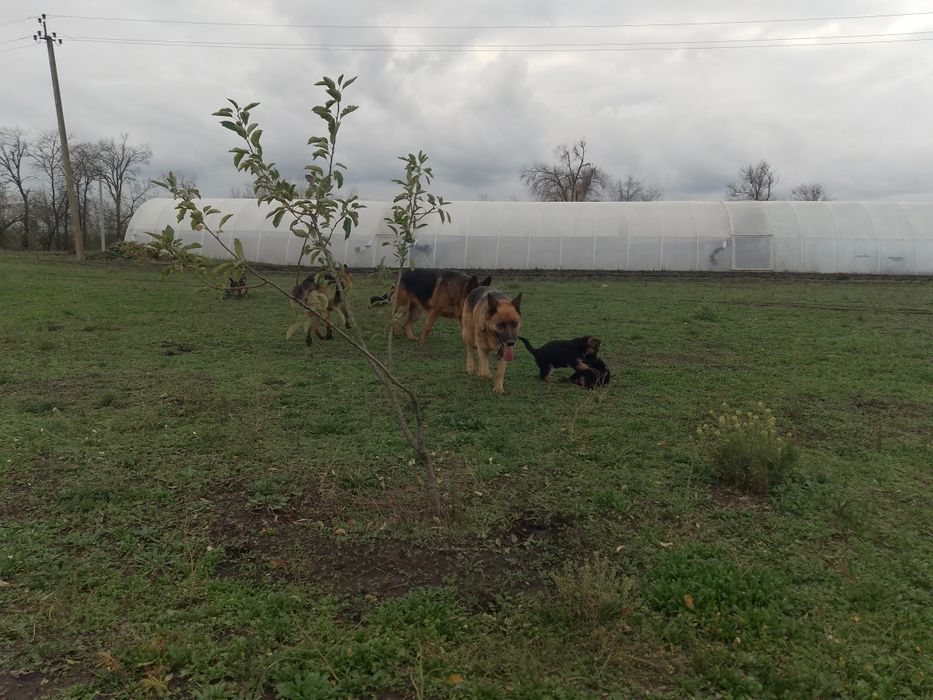 Продам цуциків Німецької вівчарки