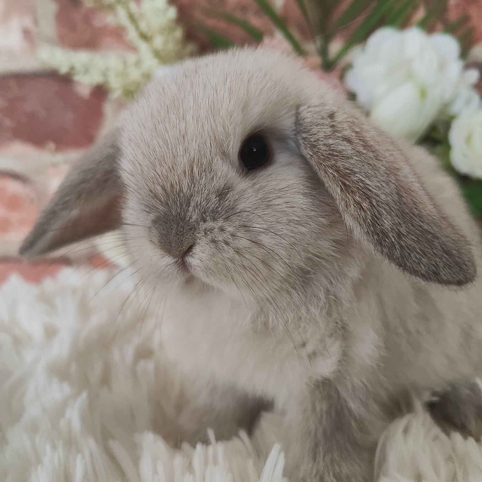 Króliczki mini lopki.