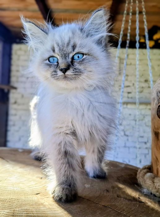 Piękny miot F Neva Masquerade FPL