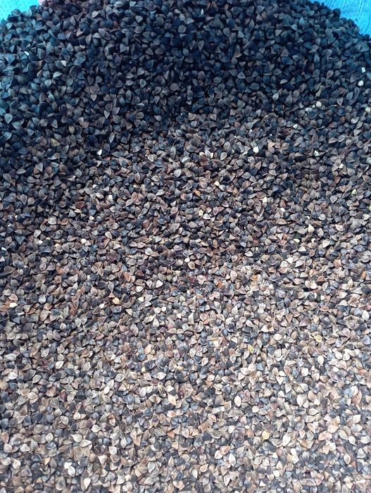 Gryka. Tatarka ekologiczna