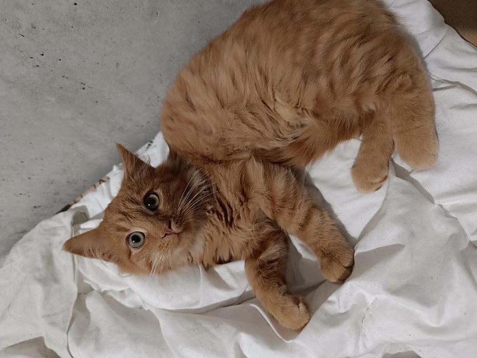 Рыжий котёнок львёнок бесплатно