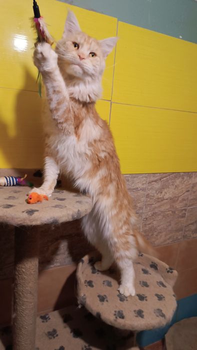 Шикарний кіт Мейн кун на вязку