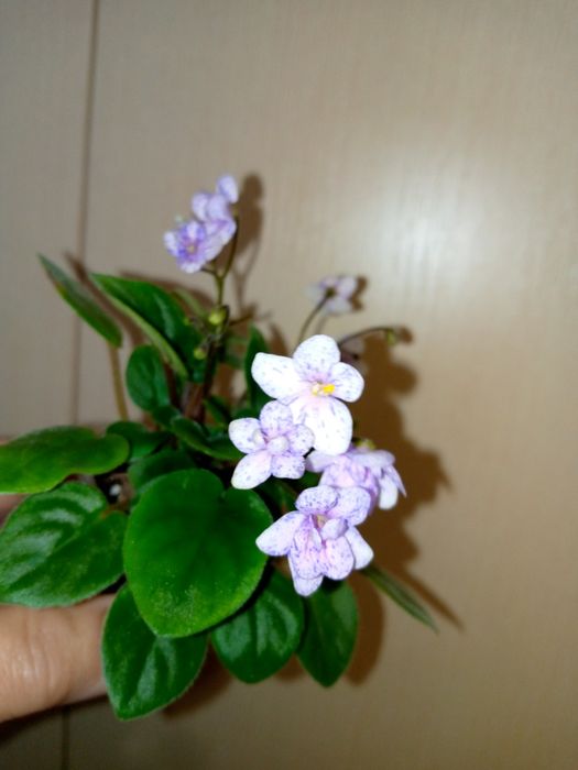 Трейлер. Фіалки. Сенполії