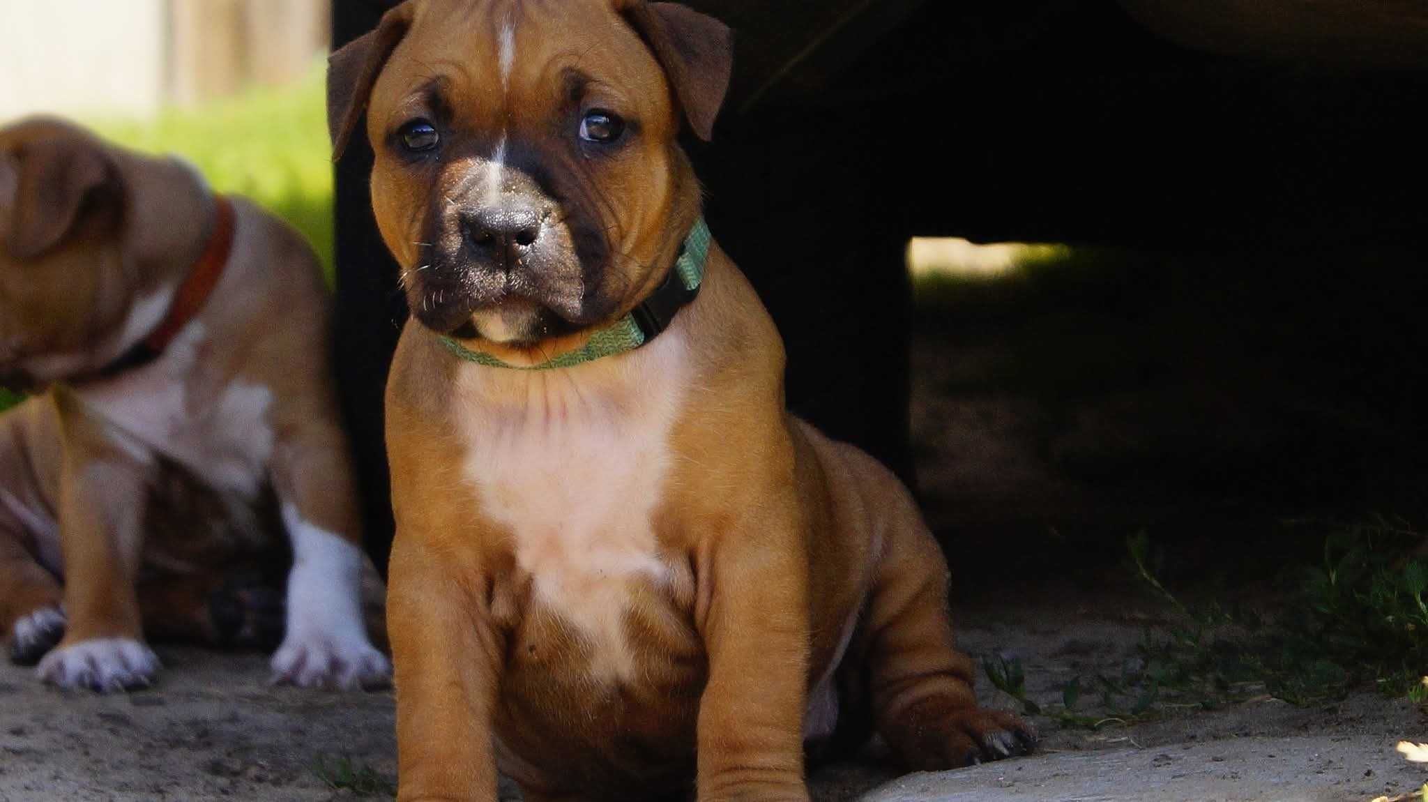 Amstaff FCI szczenięta- sunia Electra