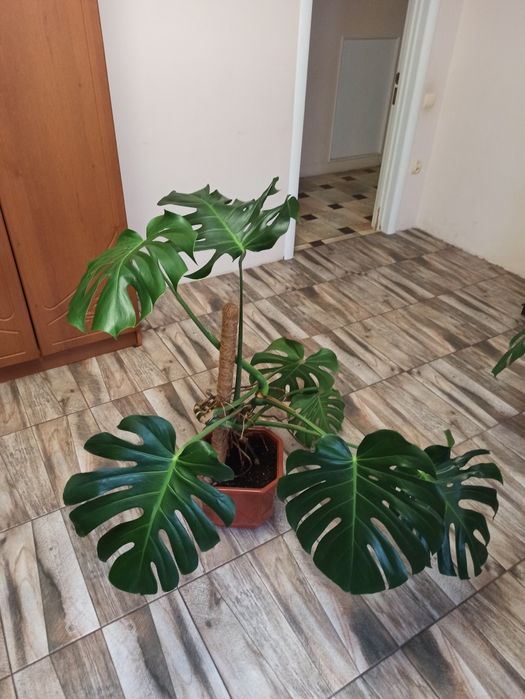 Монстера делікатесна