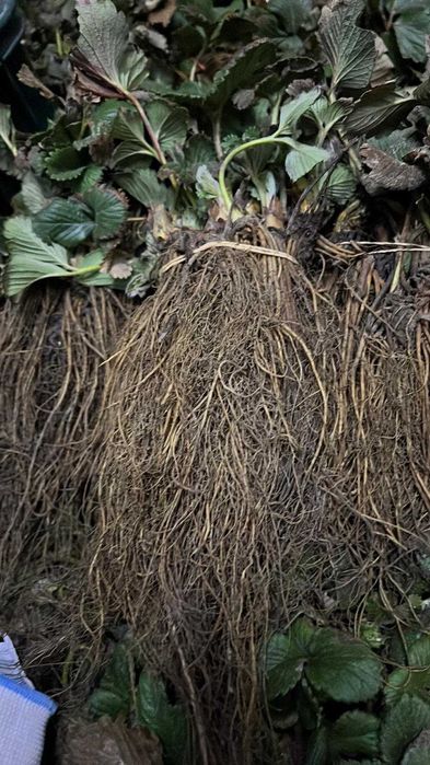 Саджанці Полуниці Розсада Малини Плодові дерева Саженцы Клубники