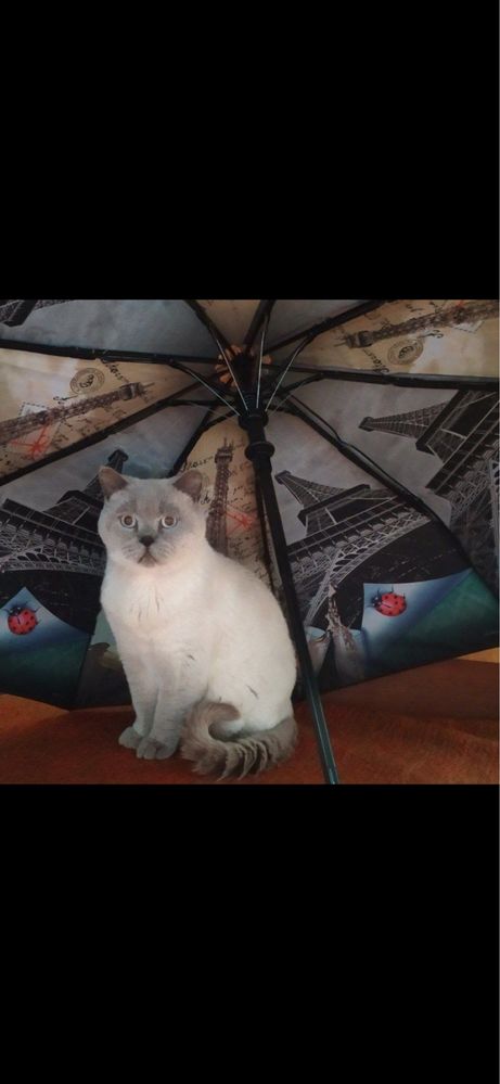 Вязка Шотландский кот. Опытный