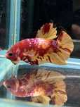 Bojownik Betta Avatar Sklep Zoologiczny AQUALIFE