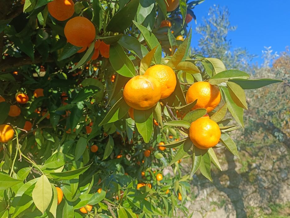 Tangerina Marroquina Doce - Vitamina C