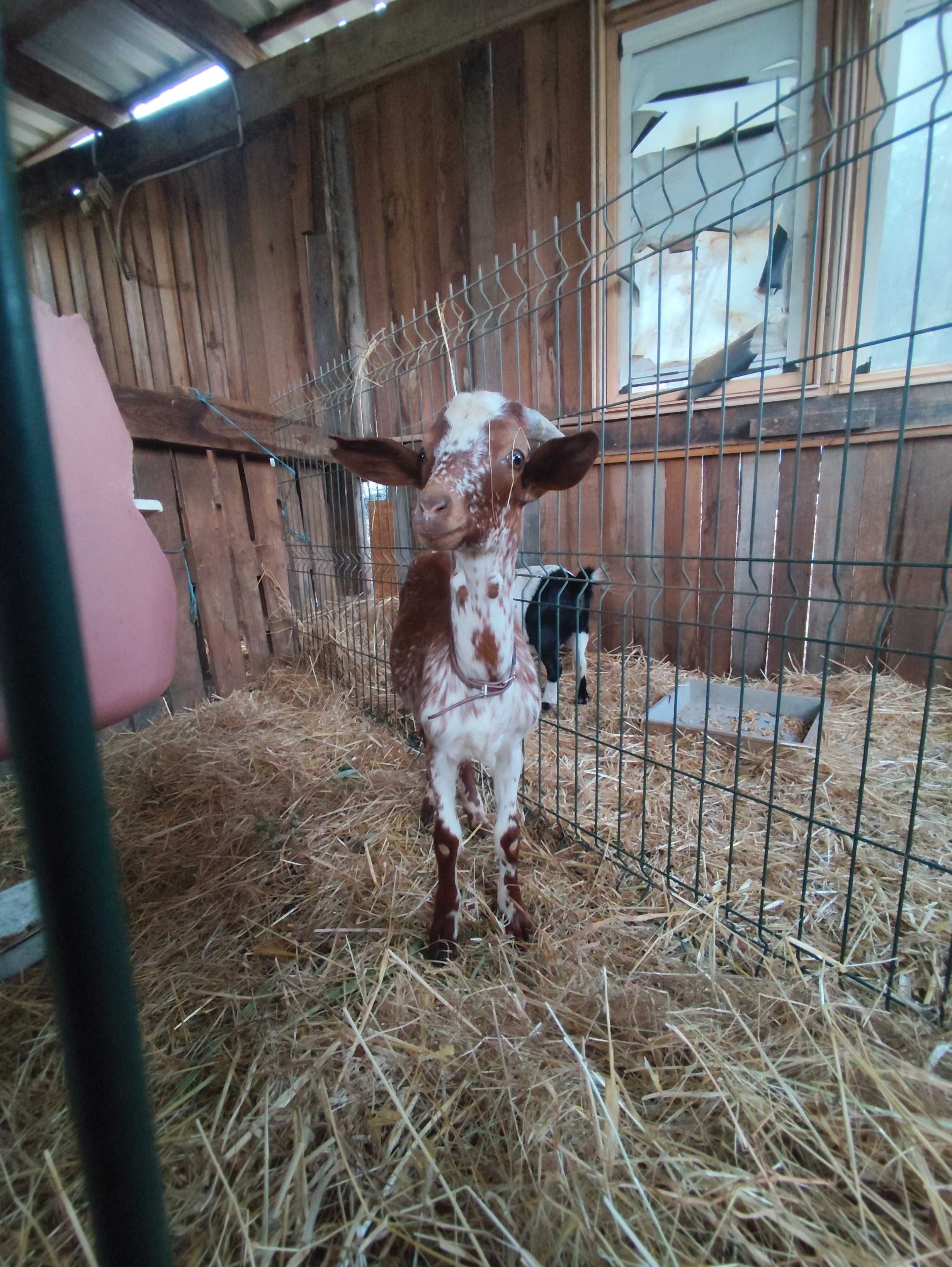 Vendo chibo florido 5 meses