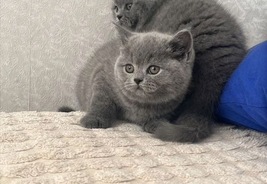 Контактные британские малыши!