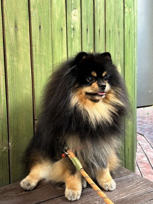 Вязка шпиц мальчик